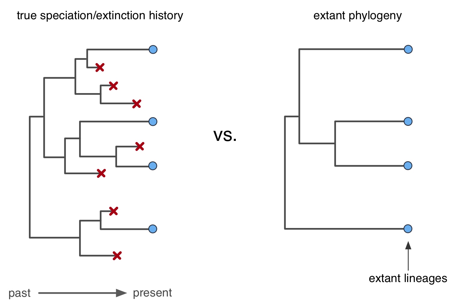 Extinction partly erases information about the past, in phylogenies of extant-only species. Reconstructing the rates of extinction from such phylogenies, in the absence of any further information, thus becomes a futile task.